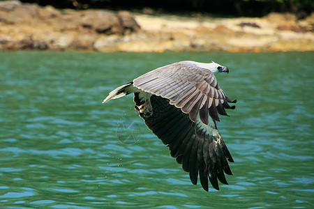 马来西亚兰卡维岛白敌海鹰捕猎活动森林热带荒野便便大理石群岛大腹少女飞行白胸图片
