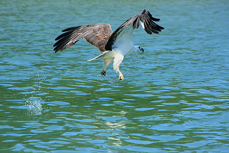 马来西亚兰卡维岛白敌海鹰捕猎活动飞行群岛白胸大腹荒野森林旅行便便猎物白腹图片