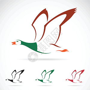 飞行野鸭的矢量图像淡水账单橙子艺术野生动物航班羽毛观鸟女性水禽图片