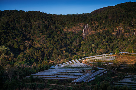 在伊纳森山的 克里桑特姆花田和瀑布叶子生长塑料农田高地种植园宴会植物场地环境图片