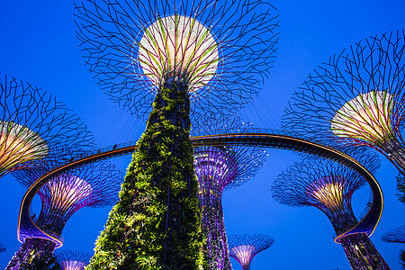 新加坡花园在黄昏的天边海湾旁城市树林建筑商业场景地标花朵观光吸引力奢华图片