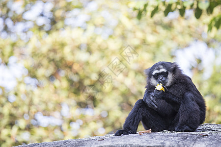 Gibbon 黑手荒野猩猩生活灵长类丛林脸颊白手女性少年俘虏图片