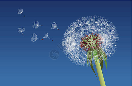 蓝天吹响了丹德利翁种子雌蕊场景绘画艺术植物学生物学飞行杂草生长柔软度图片