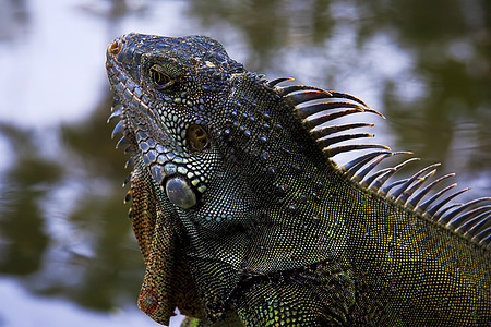 Iguana 细节图片