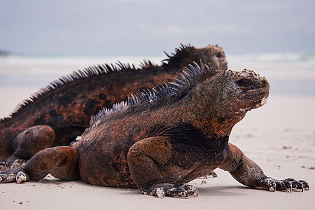 海滩上的海洋蜥蜴动物热带异国爪子荒野爬虫情调鬣蜥夫妻野生动物图片