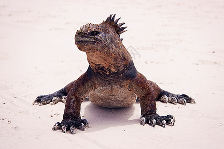海滩上的海洋蜥蜴热带鬣蜥荒野火山蒙面爬虫异国动物情调野生动物图片