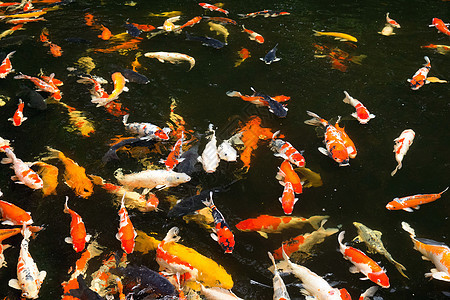 鱼游泳池塘食物栖息地营养橙子收成鲤鱼闲暇配种生态图片