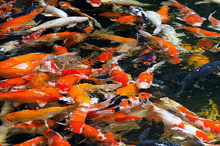 木雕钓鱼黄色橙子食物收成池塘动物群鲤鱼闲暇营养图片
