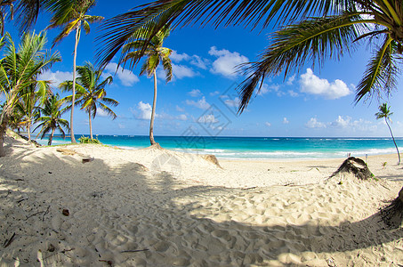 海滩沙滩蓝色植物支撑旅游假期风景天堂海景天空阳光图片