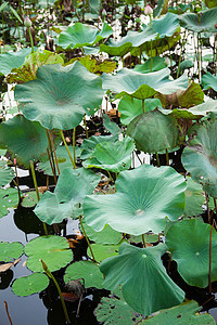 莲花叶莲宏观百合叶子荷花池塘植物植物学花园图片