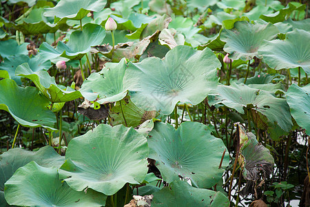 莲花叶莲叶子荷花池塘花园植物宏观百合植物学图片