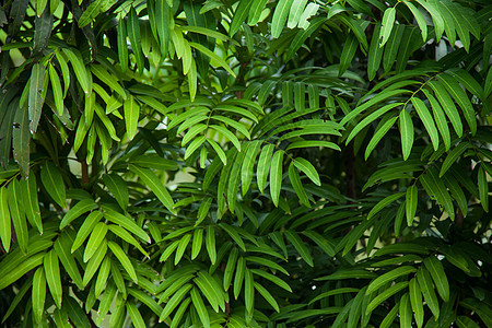 树的叶子树木刷子季节绿色树叶森林植物衬套公园图片