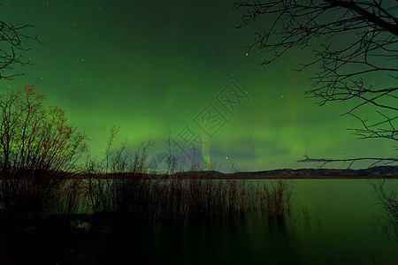 北极光显示拉贝格湖海岸柳树图片