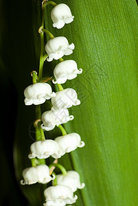 山谷的莉莉百合浪漫叶子花园香水花朵季节植物群香气草本植物图片