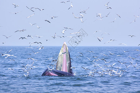 鲸和海鸥天空种间动物海洋碧武哺乳动物海湾粉色蓝色生活图片