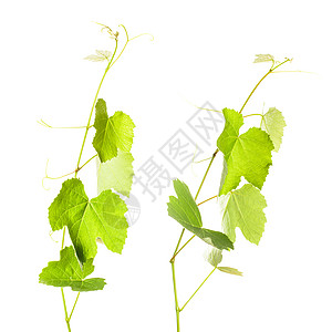绿色藤蔓葡萄树叶季节性收成白色植物卷曲酒厂小枝叶子生长绿色背景