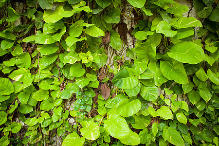 大叶子热带丛林花园园艺植物树叶花瓣荒野植物学季节背景图片