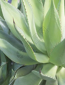 全框架 Aloe Vera 树叶图片