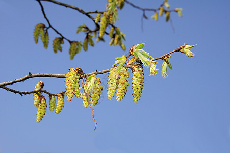 角束花花粉诱因乔木落叶蓝色山毛榉宏观绿色榉木黄色图片