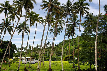 斐济瓦努阿莱武岛棕榈林的当地房屋蓝色热带村庄茅草天空建筑港口森林树林棕榈图片
