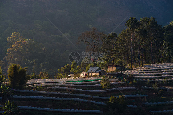 温室植物泰国清迈旅游夜景农村高地热带季节起跑线农业星星场景图片