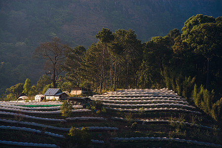 温室植物泰国清迈季节场景星星农村旅游高地起跑线天空农业环境图片