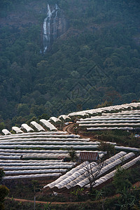 温室植物泰国清迈旅游农村星星起跑线热带环境高地季节夜景农业图片