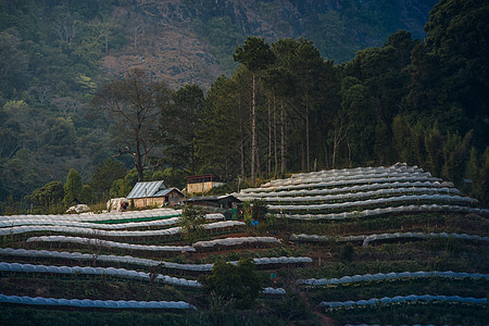 温室植物泰国清迈热带农业环境旅游星星季节夜景场景起跑线高地图片