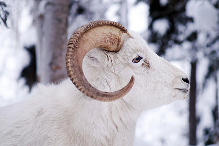 阿拉斯加土著动物野生动物野生生物Dall Sheep 站在新鲜雪中图片