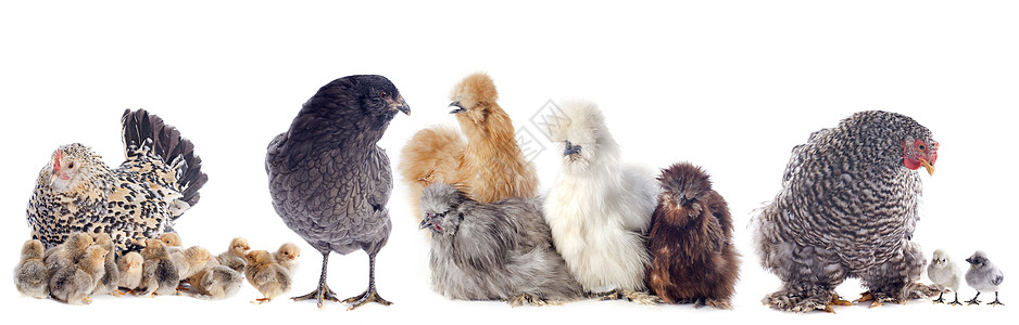 鸡肉类宠物乡村公鸡脚鸡棕色工作室灰色农场动物团体图片