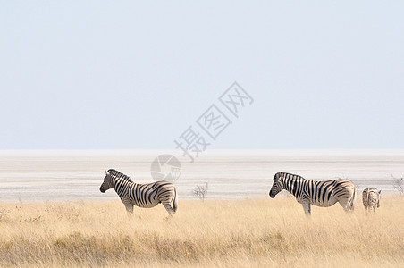 纳米比亚Etosha Pan荒野动物群白色野生动物黑色哺乳动物动物图片