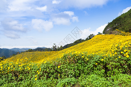 山上鲜花田图片