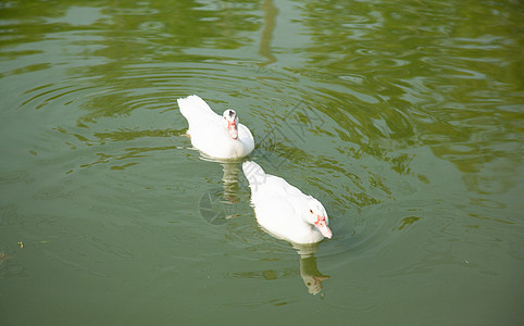 鸭子在游泳荒野动物家禽野生动物水禽池塘翅膀动物群羽毛农场图片