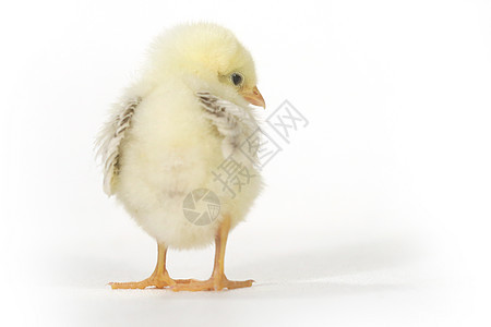 白色背景的可爱小鸡鸡宝宝乐趣毛皮家禽农场生物居住羽毛新生生长工作室图片