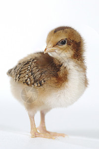 白色背景的可爱小鸡鸡宝宝毛皮生活新生羽毛生长母鸡家禽居住生物乐趣图片