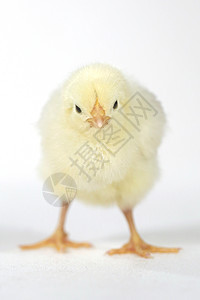 白色背景的可爱小鸡鸡宝宝翅膀新生生长农场生物动物家畜工作室母鸡居住图片