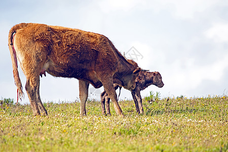 农村新生婴儿幼牛母牛和新生儿小牛奶牛女性母亲家畜乡村动物牛肉母爱图片