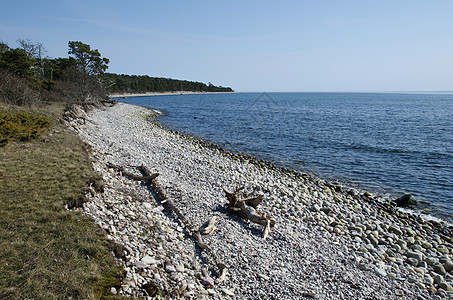 在一个石质海岸的漂流林图片