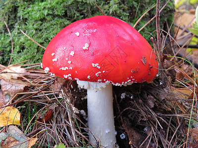 红毒蘑菇背景图片