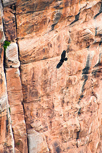 鸟飞过大峡谷飞行运动岩石风景目的地旅行摄影旅游鸟类地质学图片
