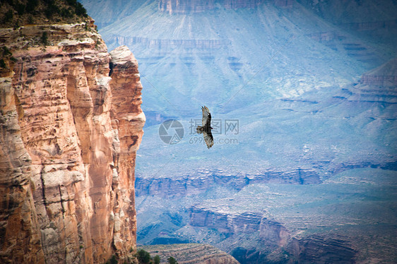 鸟飞过大峡谷地质学运动飞行水平旅游风景动物目的地场景鸟类图片
