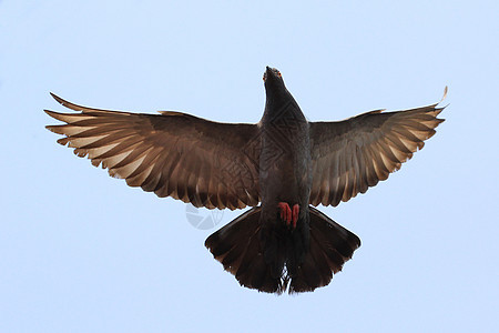 飞鸽海鸟水鸟荒野行动天空宠物自由羽毛鸟群野生动物图片