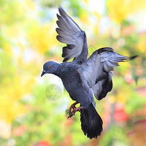 飞鸽翅膀羽毛海鸟象征荒野鸟群天空行动野生动物动物图片