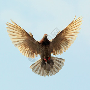 飞鸽羽毛海鸟翅膀野生动物动物飞行行动水鸟象征荒野图片