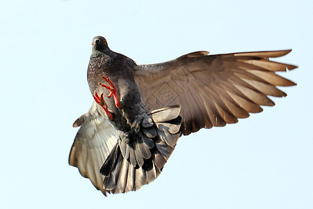 飞鸽海鸟荒野羽毛行动水鸟翅膀白色动物鸟群飞行图片