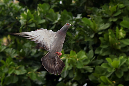 飞鸽自由水鸟海鸟行动羽毛翅膀象征野生动物飞行荒野图片