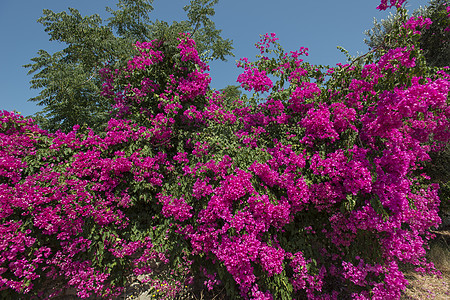 布干维尔a紫色绿色文化叶子色彩花朵热带粉色季节植物图片