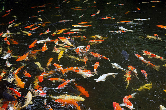 通用木雕营养栖息地配种橙子池塘动物群食物黄色生物闲暇图片