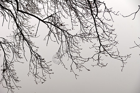 雾日保护区木头黄金时段植物群湿度自然保护区薄雾溪流风湿病图片