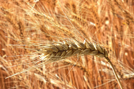 带有生态农场植物背景的孤立的黄金小麦;图片